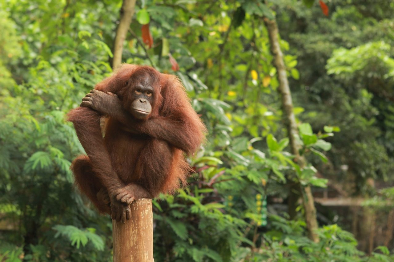 Orang Utan Sitting On Tree Trunk