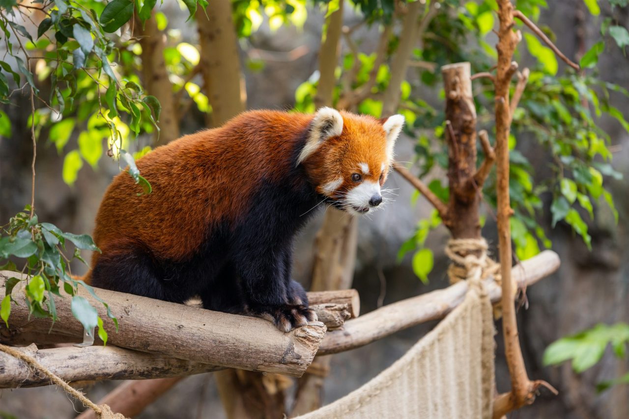 Red panda in the zoo park