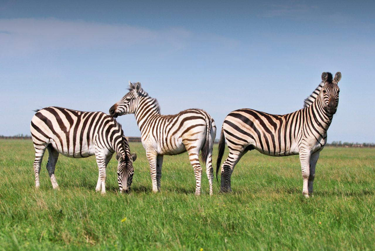 Three Zebras grazing on grass